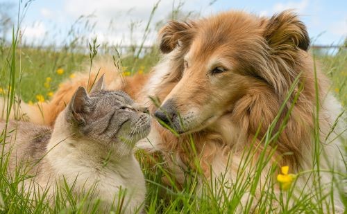 Pet insurance